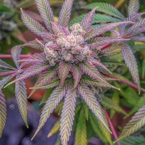 Meet your Posher, Bobby